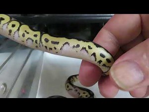 The Most Epic Clutch Of My Career / Brian Gundy