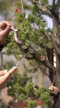 Instructions on how to shape a bonsai tree. Volume 35 #bonsaimaking #lovebonsai #bonsai