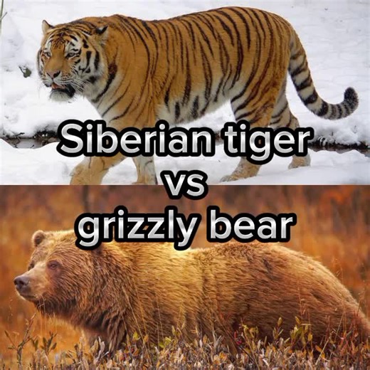 Siberian Tiger vs Grizzly Bear Fight: A Battle of Power and Strength