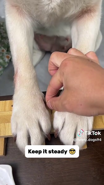 When Your Dog Outsmarts You: A Funny Labrador Moment