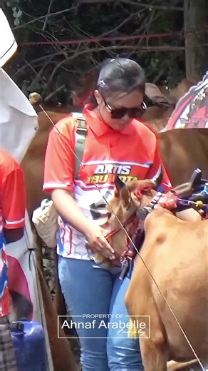 ketika CEO turun langsung #aaf #probolinggo #senidanbudaya #ahnaf #karapansapi
