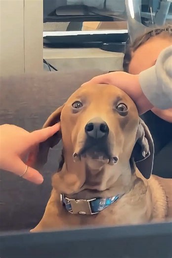 Confused Dog Moments That Will Make You Laugh