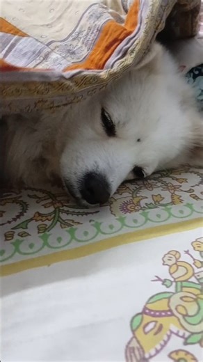 posto the cute baby #posto #cute #dog #pet #squirrel