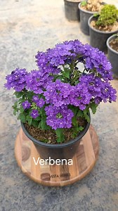 Verbena | RK Gardening Point