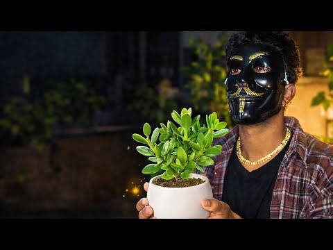 Aaj Mai Jade Plant Le Kar Aaya 🌱 | Money Plant Jaisa Lucky Plant | Daily Vlog