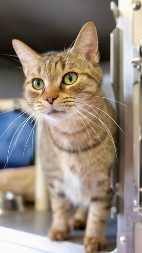 Près de 40 chats attendent une nouvelle vie au refuge ! Nous nous appelons Marlot, Pingouin, Barnabé, Kiwi, Oscar, Amy, Caramela, Churu, Potiron, Gaufrette, Luna, Mozza, Swann, Soleo, Mémine, Kalie, Tit-loup, Mr Ronron … Nous sommes différents par notre personnalité, notre histoire et notre couleur, mais nous partageons tous le même espoir : celui de trouver un nouveau chez-soi. Chacun de nous est stérilisé, micropucé et prêt à vous rencontrer. Venez nous découvrir, l’un de nous saura vous charm