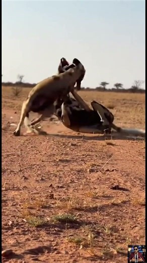 Small but Fearless Badger vs Wild Dog #wildlife #shorts