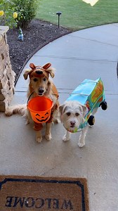 Coming in at #4 of 2024s most viral videos, my favorite trick or treat video! | Aguyandagolden