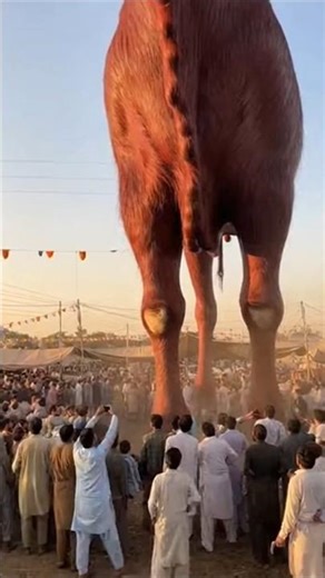 😲 Log Hairan Reh Gaye | Itna Bara Bakra Pehli Baar Dekha#WorldBiggestGoat #GiantBakra #BakraMandi