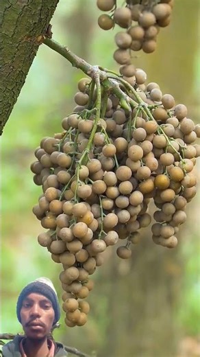 Rare Medicinal Harvest: Bitter Wild Nhoi F