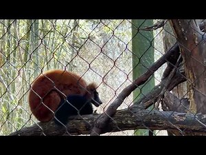 Red Ruffed Lemur Sounds #sound
