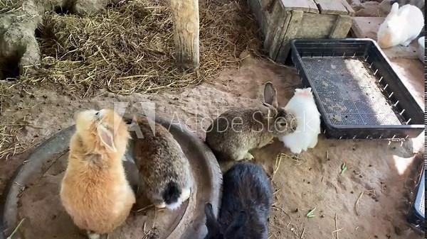 Rabbits are exclusively herbivorous animals. This is different from rodents that can eat both meat and plants.