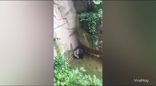 Extended video of Harambe shows gorilla holding the boy's hand