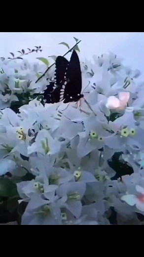 Mera pyar wo hai #merapyarwohai #shorts #old #MahendraKapoor #oldisgold | Ragini Tiwary