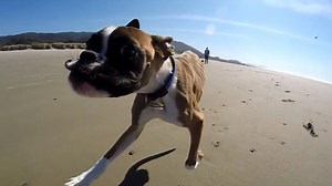156K views · 2.3K reactions | Two legged Boxer dog loves the beach (via PandaPaws) | The Independent | Facebook