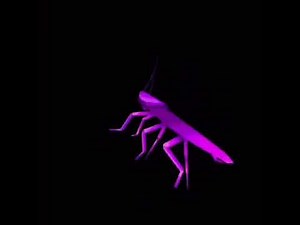 rainbow cockroach spinning low quality (1 hour)