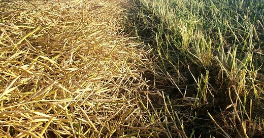 The Agronomists, Ep 163: The swathing vs straight cutting question with Harold Brown and Ian Epp