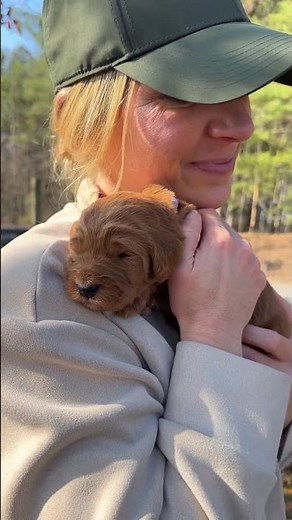 Goldendoodle Breeders