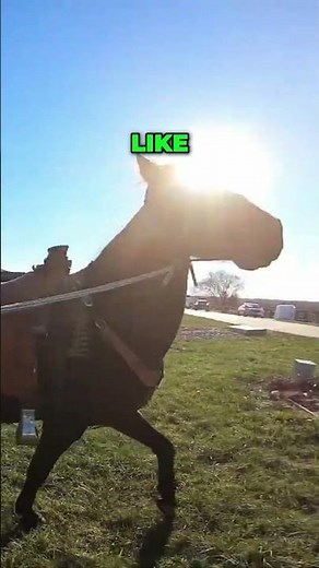 Horse's First Time on a Teeter-Totter!