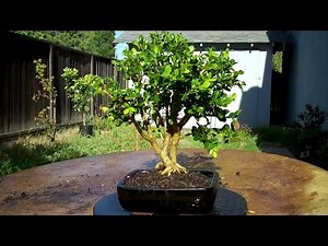 What are Boxwood Bonsai Trees & Care Guide