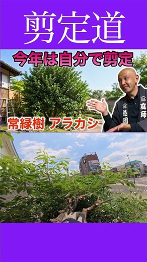 DIY Pruning: Save Money and Have Fun!! #PruningTechniques #GardeningWork #GardenTreeMaintenance #...