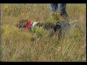 Ain't nothin' like dogs channeling their instincts in the field. | American Kennel Club