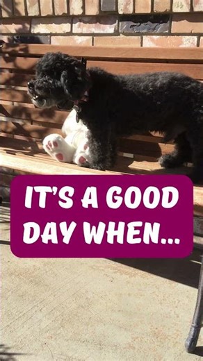 Easter Cockapoo Discovery