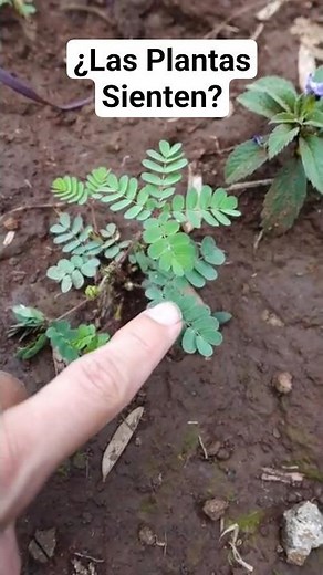 🌱 Do plants feel? The mimosa responds to touch and teaches us about life #plants #veganism