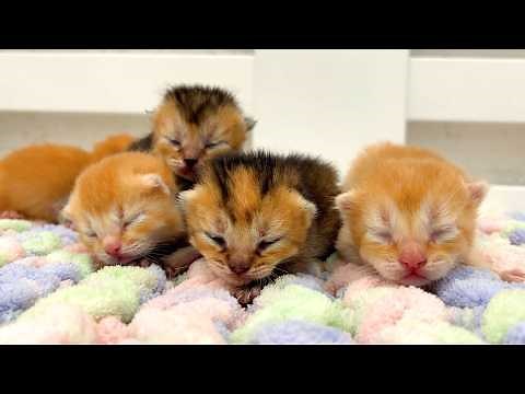 Adorable! Kittens opening eyes for the very first time! 🥰 (Cutest miracle)