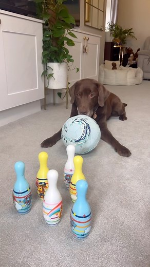 944K views · 61K reactions | They’re both winner winner boys!  | Good Boy Ollie | Facebook