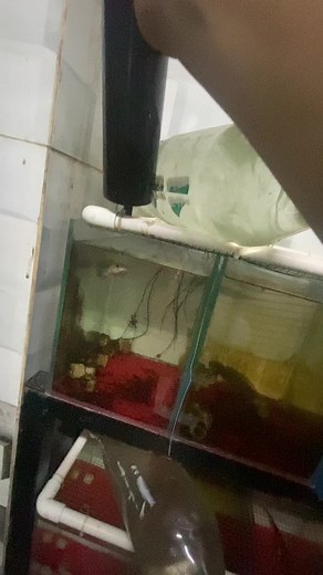 Cho ae dễ hình dung hơn về cái nước đen Toxin của tui nghen#escr #beoescr #khoangchocaloc #xuhuong #AminoKp #Toxin #SBunga #epsize