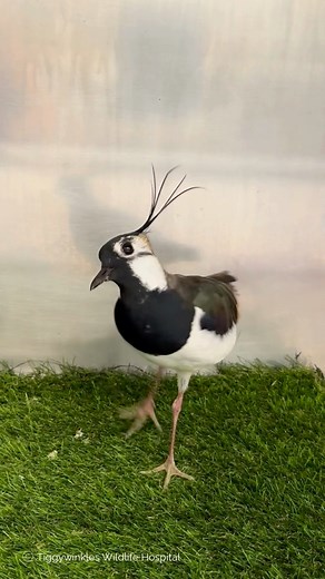 This beautiful lapwing was found grounded and unable to fly. Lapwings are elegant wading birds, easily recognised by their striking black-and-white colouring, green iridescent feathers, and their trademark wispy crest. Once admitted to Tiggywinkles, our veterinary team carried out a full assessment and found a fractured right femur which we are treating surgically with an external fixator. It’s always a privilege to care for these increasingly rare birds — and we’re keeping everything crossed fo
