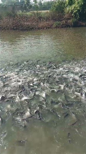 fish ko bimari se dur kaise rakhe