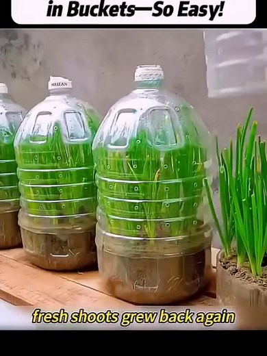 Grow Endless Green Onions in Buckets Effortlessly