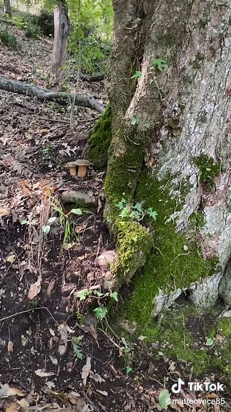 Mushroom Foraging Tips: A Guide to Forest Treasures