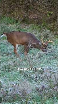Hunting Scrapes in the Pre-Rut