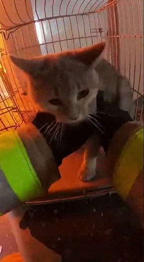 POV Firefighter Rescues Cat From Burning House After Grandma Begs For Help 🚒🐱