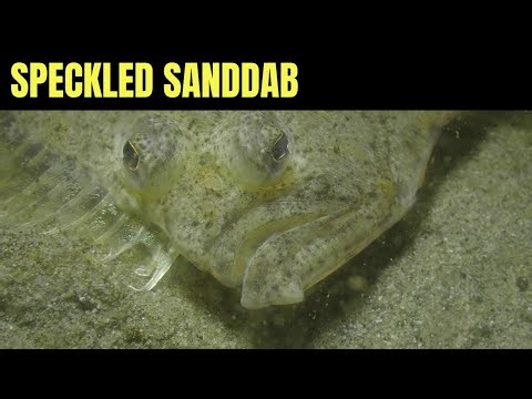 Speckled Sanddab | Salish Sea Marine Wildlife