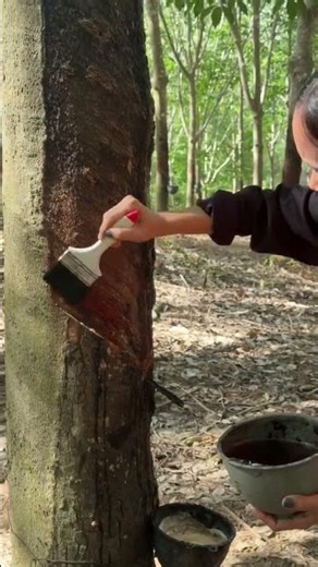 Unboxing the Magic of a Rubber Tree: A Journey to the Heart of Nature