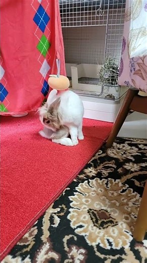 ふわふわのウサギの朝のタスクを見てください! #うさぎ #かわいい #可愛い #ふわふわ #cute #rabbit #ペット #動物 #fyp #viralvideo #shorts #mofu