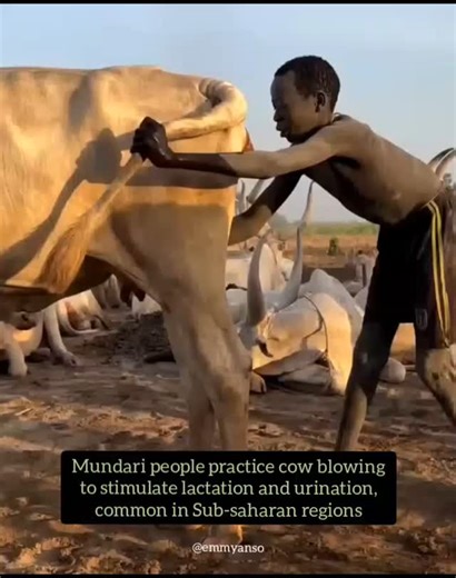 Emmyanso: The Illumination | Mundari people practice cow blowing to stimulate lactation and urination | Instagram