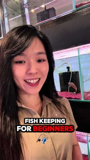 Essential Water Conditioners for Beginner Fishkeeping