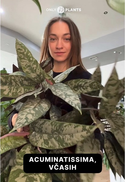 Apoballis Acuminatissimo: Skrb za sobne rastline