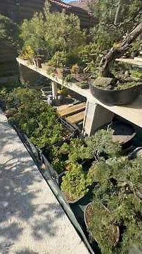 I'm finally showing you my bonsai garden! #garden #bonsai