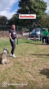 Pet Hate Of Mine… … “he thinks he is a Rottweiler” this is labelling dogs. This is branding certain breeds as aggressive and stigmatising them. Rottweilers are one of the best and most placid dogs on the planet. Loyal, intelligent, bold, protective and great with children and immediate family. They just get exploited by the media and idiots who get the breed for the wrong reasons or who don’t understand the dog. The police and military don’t use dogs that are unpredictable, remember that. We see