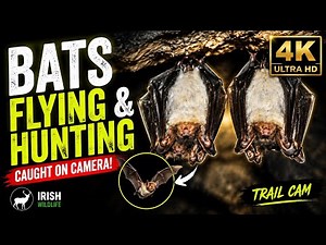 Bats Flying and Hunting in 4K | Irish Wildlife Trail Cam