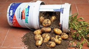 Growing Potatoes At Home Is So Easy, Watch Here: https://youtu.be/8phagMuDILY | DIY Balcony Garden