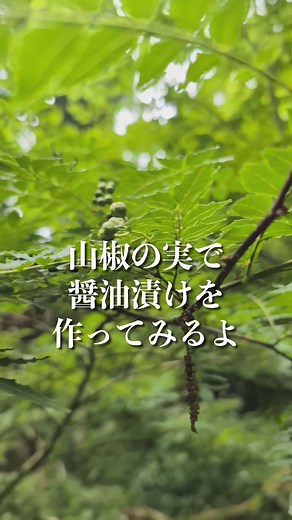 山椒の実の醤油漬けを作る方法