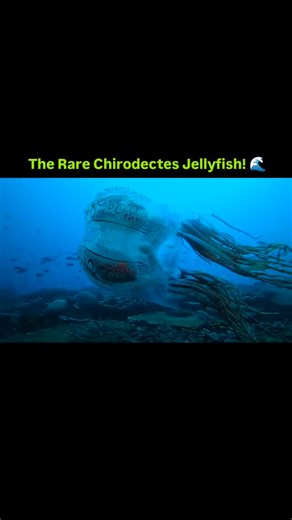 MysticLines on Instagram: "Looks like it’s from another planet… but it’s real. 👾💫 The Chirodectes jellyfish — one of the rarest creatures ever filmed. 🌊 Only seen a few times in history, this glowing ghost drifts through the deep sea like a living UFO. 💙 The ocean still hides its greatest mysteries. 🌌✨ . . . . . . . . . . . . . #Chirodectes #RareJellyfish #AlienOfTheOcean #DeepSeaMystery #OceanAlien #MarineLife #UnderwaterWorld #BluePlanet #NatureIsWild #ViralReel #OceanVibes #WildlifeWonde