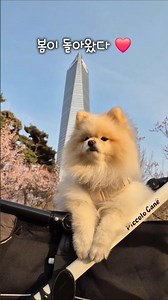퐁듀의 4번째 봄 #봄이왔개 #봄나들이 #꽃개 #pomeranian